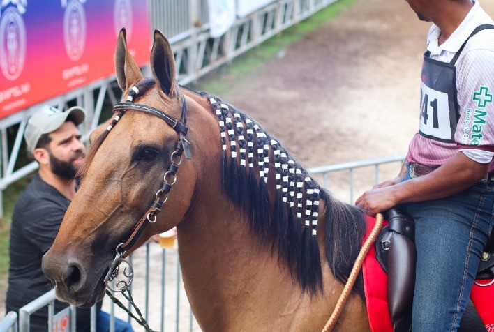 Raças de cavalos Campolina e Quarto de Milha juntas pela primeira vez no parque de Exposições da Gameleira, em Belo Horizonte