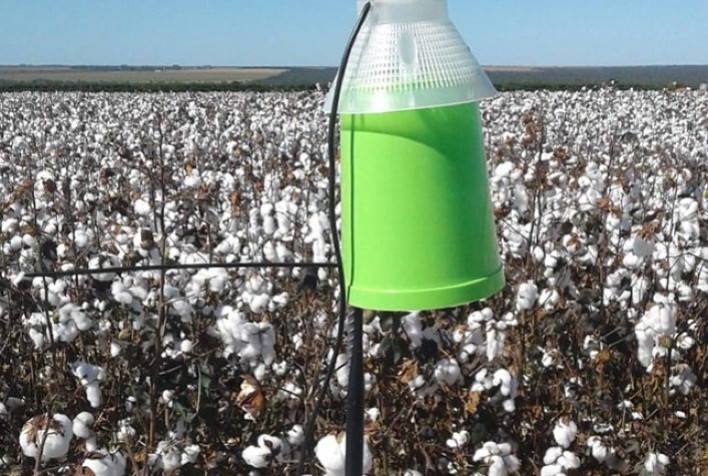 Equipamento usa inteligência artificial para monitoramento do bicudo do algodoeiro