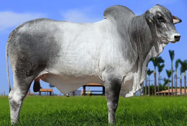 Reprodutor da grife CV Nelore Mocho foi destaque no leilão da Embrapa/AGCZ