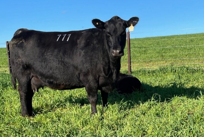 Soldera estreia com médias aquecidas na Temporada de Primavera