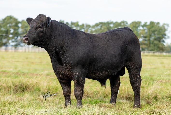 Rincon Code traz novo conceito para segregação de reprodutores