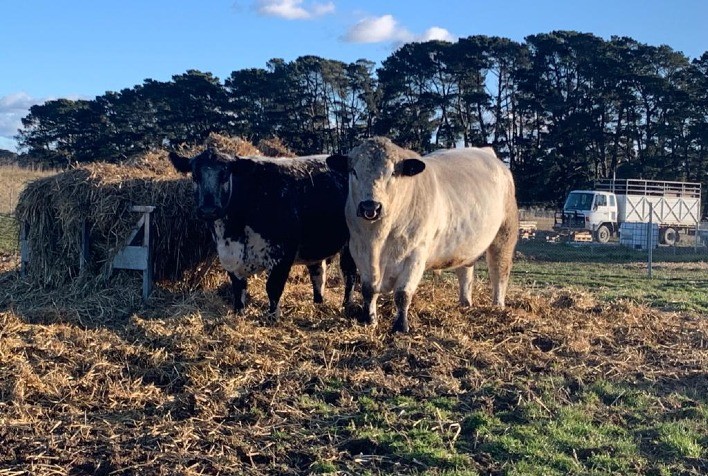 Raça Speckle Park estreia na Expointer 2022