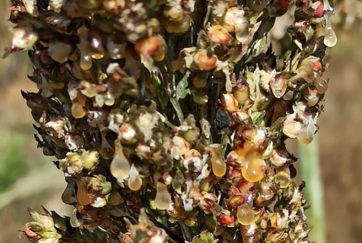 Manejo adequado pode evitar a mela do sorgo