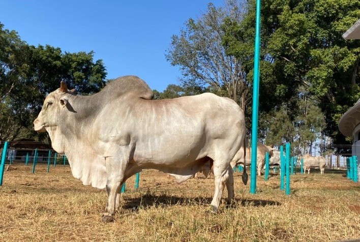 GENEX Brasil anuncia lançamento oficial de Central de Coleta e Processamento de Sêmen Bovino em Uberaba (MG) durante 15ª EXPOGENÉTICA