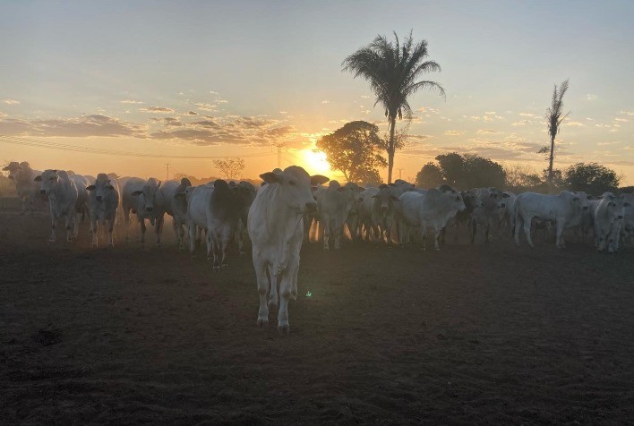 Intenção de confinamento sobe 22% em Mato Grosso