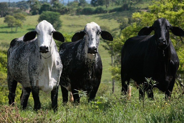 Pecuaristas devem aumentar em 22% confinamento de gado em Mato Grosso