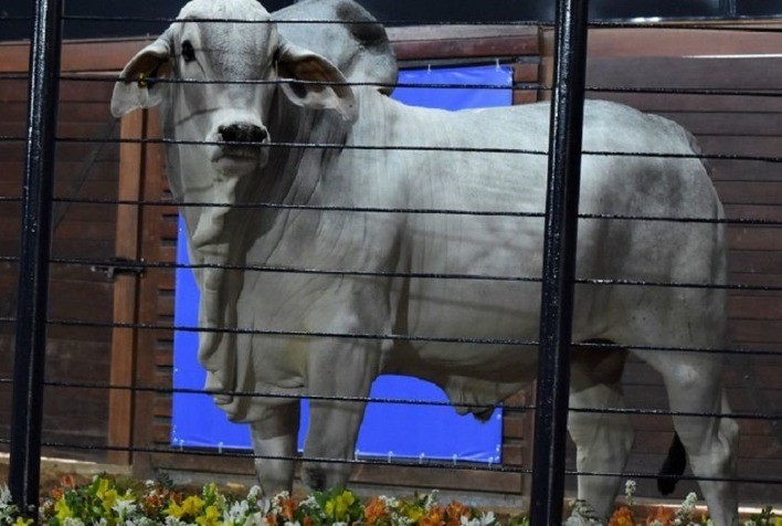 ‘Leilão PNAT 2022’ aumenta a oferta de animais provados durante a ExpoGenética