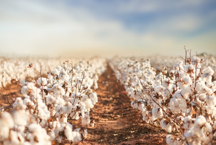 ALGODÃO: Tecnologias revolucionam manejo e a produtividade brasileira