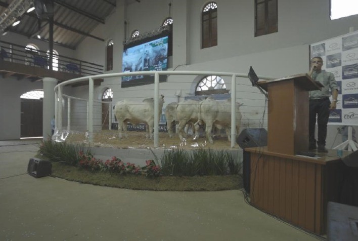 Com safra recorde em qualidade, Nelore Grendene realiza ainda esse ano leilão com 500 touros