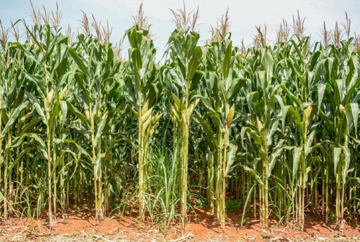 Consórcio Cana milho será tema de palestra do Congresso Nacional de Milho e Sorgo 2022