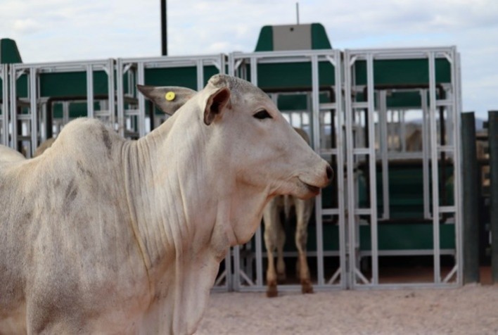 Vencedores do prêmio “Criadores de Eficiência” serão conhecidos nesta terça (23) na ExpoGenética