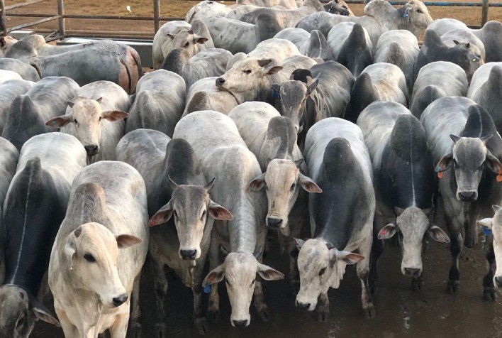 Confresa (MT) recebe a segunda etapa do Circuito Nelore de Qualidade 2022