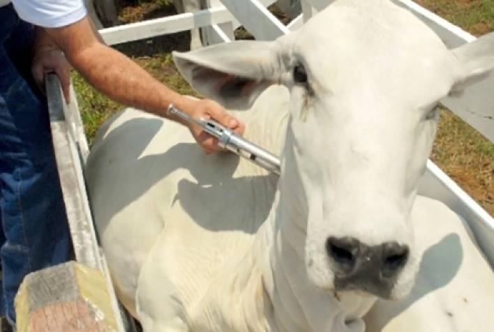 99,75% dos bovídeos de São Paulo foram vacinados contra a febre aftosa na primeira etapa da campanha em 2022 realizada em maio