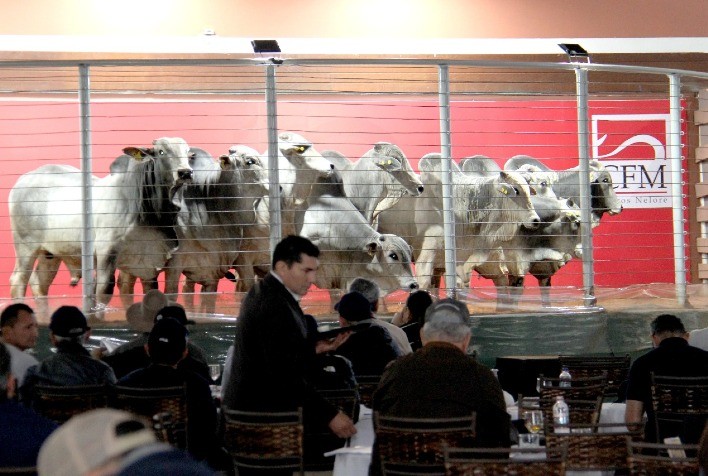 CFM fatura R$ 9,15 milhões com a venda de 508 touros no 24º Megaleilão