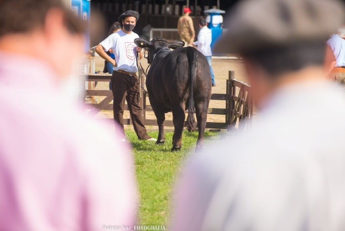 Brangus participa da 45ª edição da Expointer com uma programação recheada de atrações