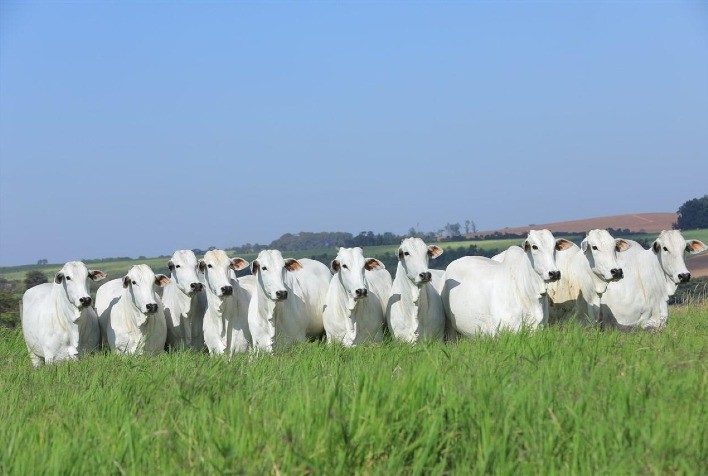 Planejamento do pecuarista é fundamental para elevar a rentabilidade da fazenda