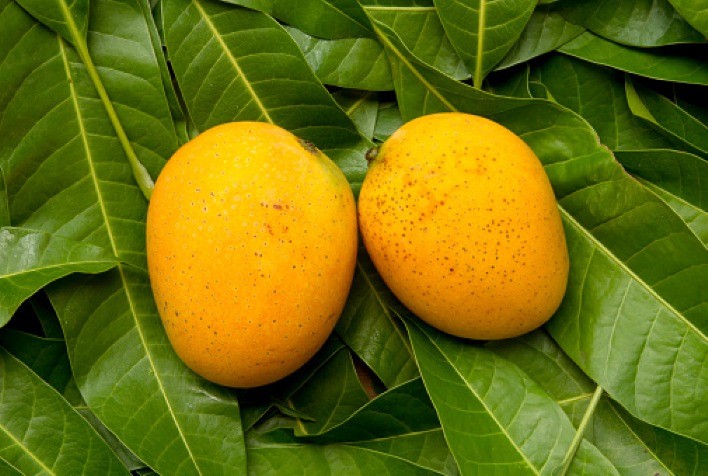 Produção de manga no Norte de MG ganha reforço com ATeG