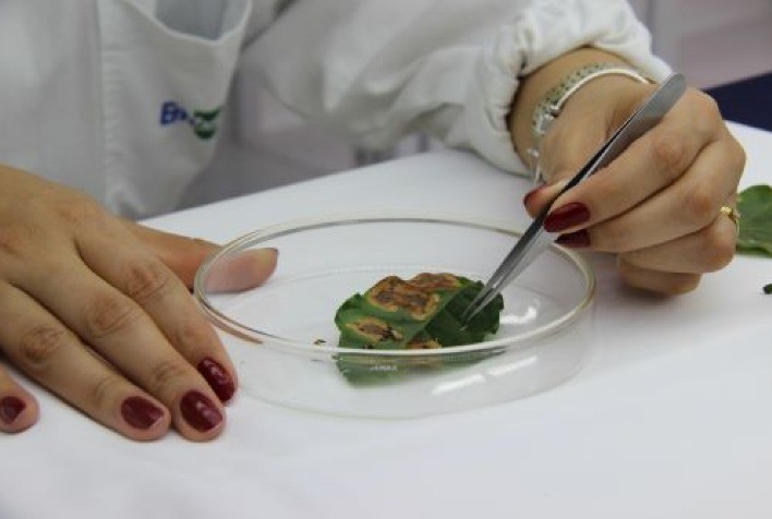 Fortaleza recebe maior evento de entomologia da América Latina