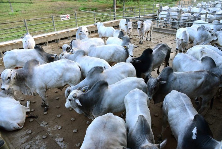 Colatina (ES) recebe a quarta etapa do Circuito Nelore de Qualidade 2022