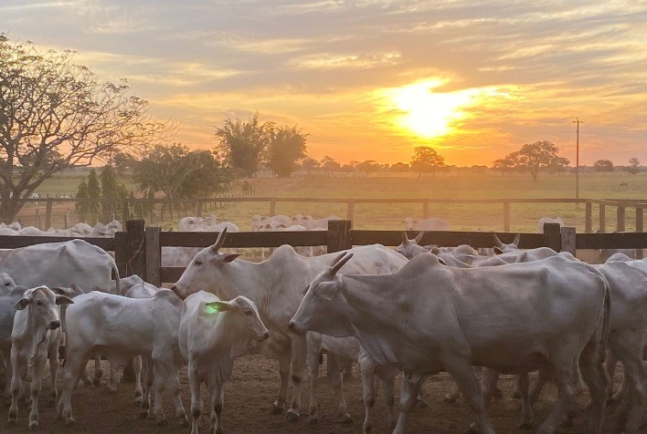 Para garantir mais produtividade, pecuaristas apostam em uma tecnologia para melhorar a adaptação dos bezerros após a desmama