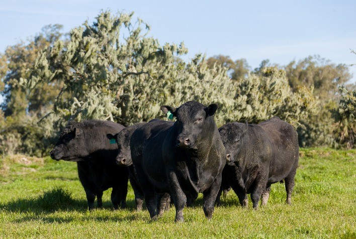 Angus lançará manual de sustentabilidade na Expointer