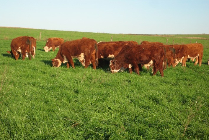 Na Metade Sul inverno vira verão para a pecuária gaúcha