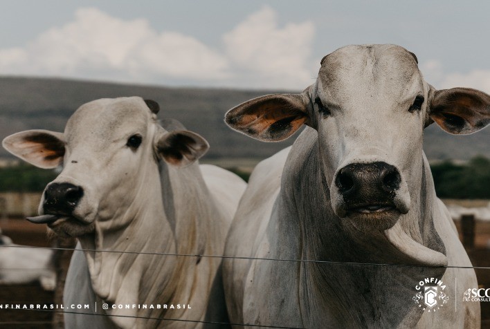 Pecuaristas de Rondônia investem em estrutura e alimentação de qualidade para engorda de bovinos