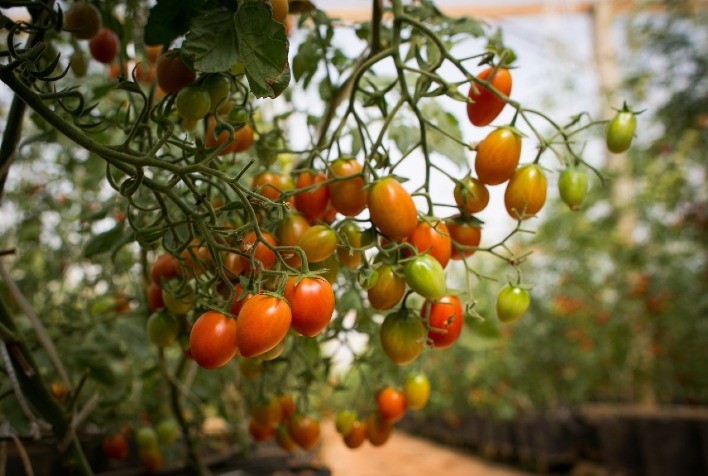 Softwarem é desenvolvido para monitorar traça do tomate