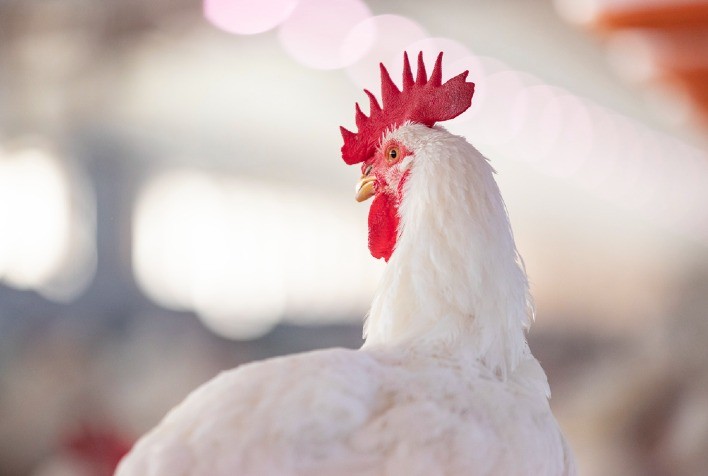 Dia do Avicultor: Brasil está no topo do ranking mundial de exportação de carne de frango pelo 18º ano consecutivo, responsável por 35% das exportações totais do produto no mercado global