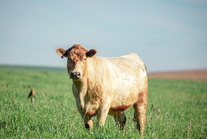 Raça bovina Murray Gray volta à Expointer