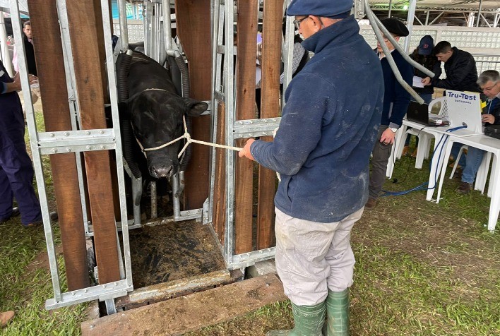 Animais de Argola Angus e Ultrablack entram em pista nesta quarta-feira na Expointer