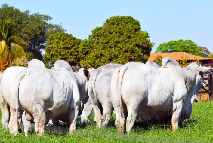 Machos e fêmeas Nelore serão ofertados pela Carpa Serrana, durante megaleilão anual