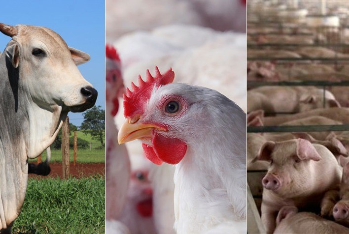 Desempenho do boi, frango e suíno em agosto e nos oito primeiros meses de 2022