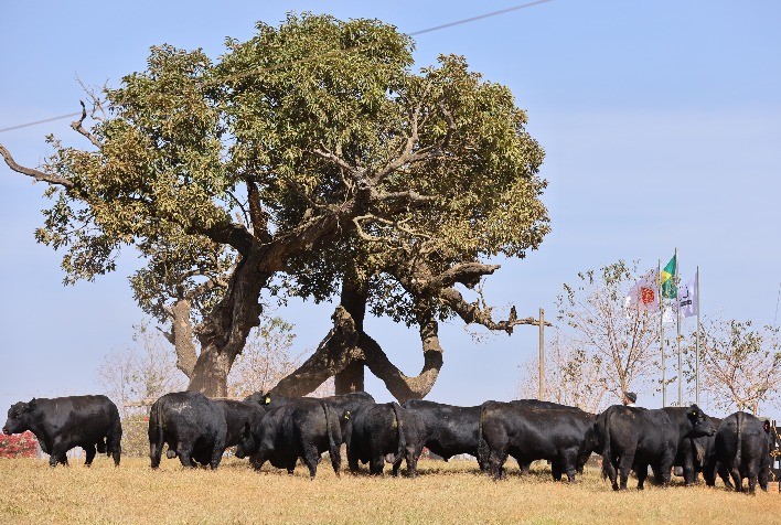 8º Leilão Primavera Casa Branca terá oferta de Angus, Brahman e Ultrablack rigorosamente selecionados