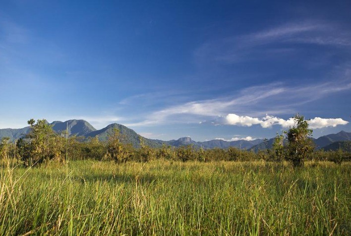 Um terço da perda de vegetação nativa do Brasil desde o descobrimento aconteceu nos últimos 37 anos