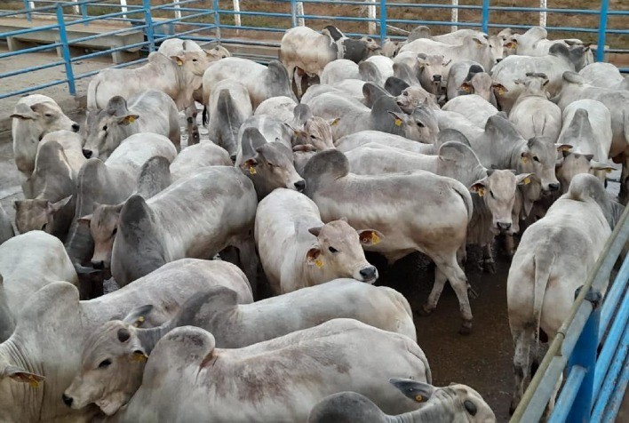 Primeira etapa do Circuito Nelore de Qualidade 2022 avalia mais de 700 animais, em Goiás