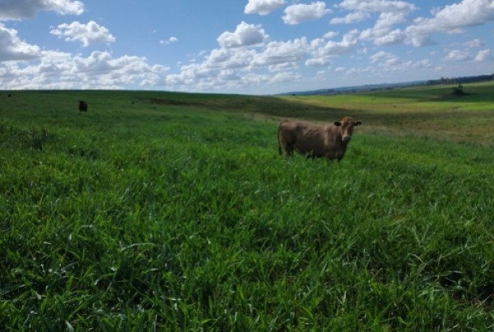 Como atingir maior desempenho animal em pastagens por meio do uso e manejo adequado de forrageiras híbridas