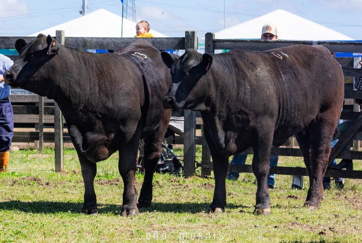 Rincon del Sarandy, Commar BR e Rancho 16 vencem nos rústicos Ultrablack na Expointer