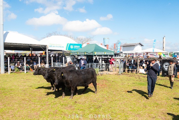 Recalada e Tradição levam grandes prêmios Angus rústicos