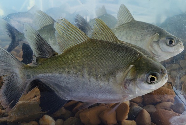 Teste identifica sexo de pirarucu e tambaqui para auxiliar na formação de plantéis