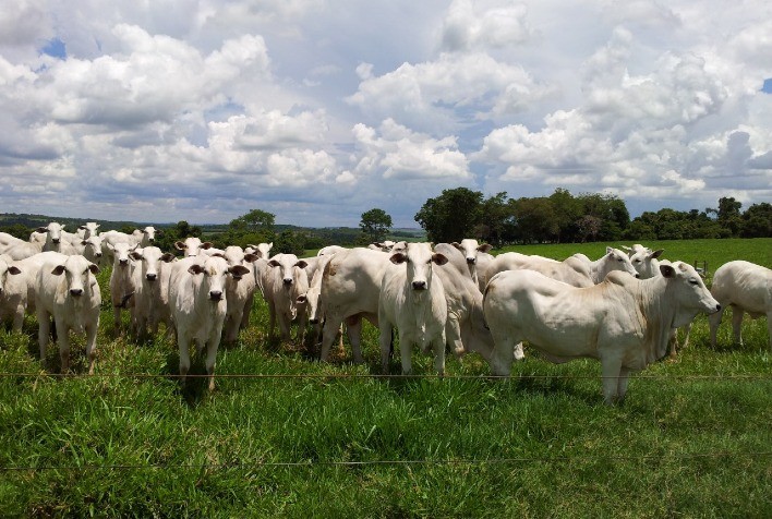 Setembro inicia com queda no preço do “boi China” em São Paulo