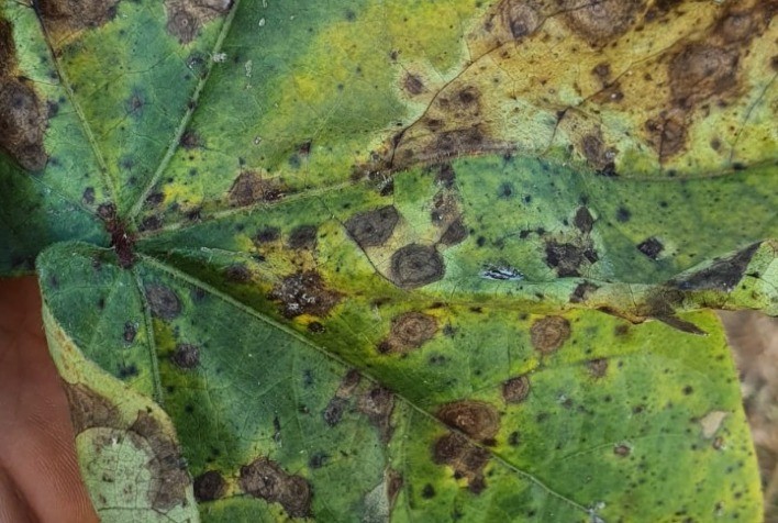 Para alívio do cotonicultor, Ramulária e Mancha alvo quase não afetaram safra 21/22 em MT