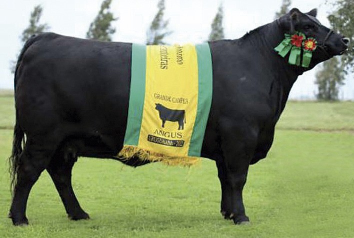 Remate de Elite da Cabanha Tellechea fatura R$ 630 mil e preço top vai para prenhez