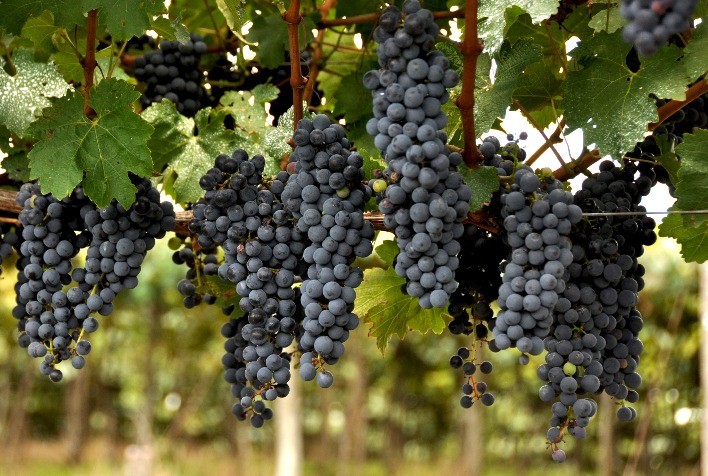La Niña segue influenciando a produção de uvas na Serra Gaúcha