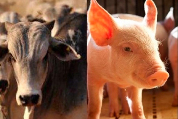 Campo Futuro analisa custos de produção de suinocultura e pecuária de corte