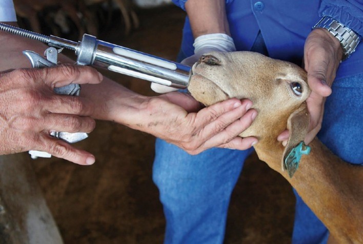 Ajustes em dietas podem garantir a ovinos mais resiliência ante a verminose