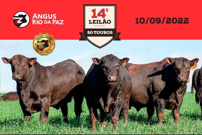 14º Leilão Seleção Touros Angus Rio da Paz oferta destaques do Promebo da geração 2020