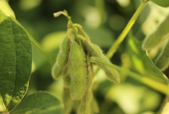 Influência da Luminosidade nas plantas