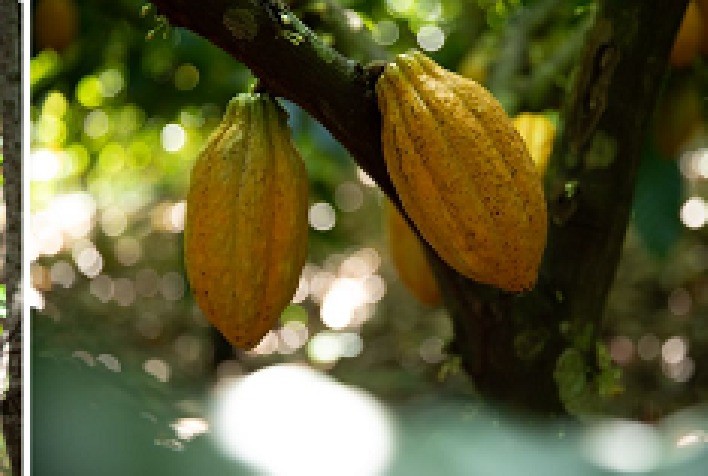 Fundo JBS pela Amazônia seleciona novos projetos com foco em ciência e tecnologia