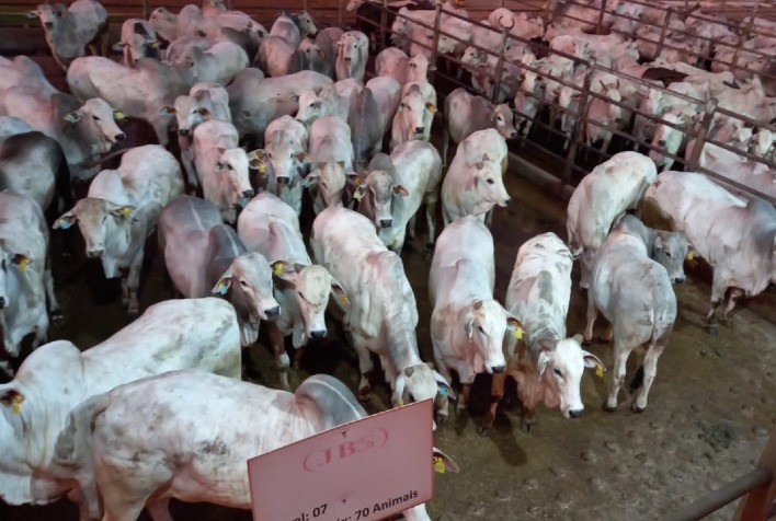 Confresa (MT) teve 528 animais avaliados na 2ª etapa do Circuito Nelore de Qualidade